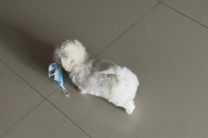 如何解决比熊犬嘴毛发黄的问题（宠物养护技巧大揭秘，一招让你的比熊犬嘴毛恢复白净！）