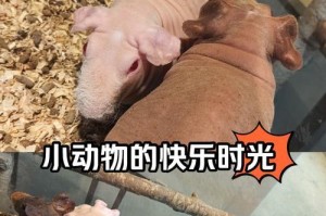 天竺鼠品种选购指南（了解天竺鼠品种特点，选择适合的宠物伙伴）