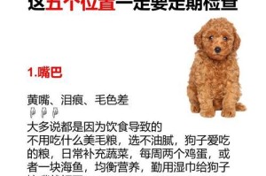 泰迪爪子修剪的重要性及注意事项（泰迪爪子修剪的时间间隔和方法选择）