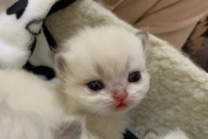 猫咪怀孕期间的饮食需求（保持营养平衡，为猫咪健康成长提供支持）