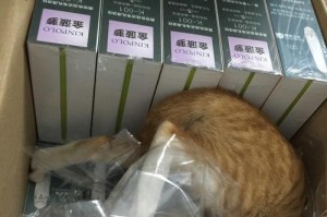 宠物三包的重要性及其含义（保障消费者权益的重要措施）