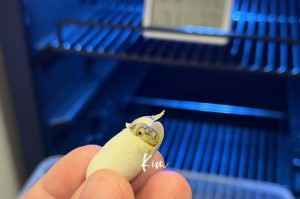 黄头侧颈龟的饲养方法（做好饲养环境，让龟儿健康成长）