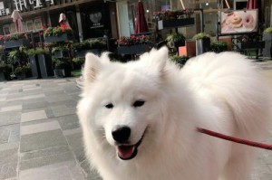 萨摩耶犬吃草怎么办？（如何避免萨摩耶犬吃草引起的健康问题）