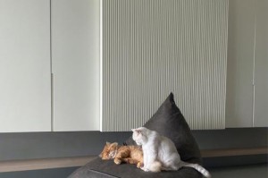 猫咪在家的舒心生活（让你的宠物猫咪过上幸福的生活）