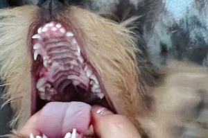 如何保护宠物狗的牙齿？（宠物狗牙齿保护攻略）