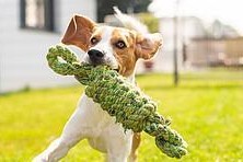 训练比格犬跳跃的技巧（提高宠物活力和体能，让比格犬成为运动达人）