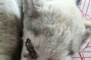 狗狗眼屎颜色的含义及正常情况（探寻不同眼屎颜色对狗狗健康的影响）