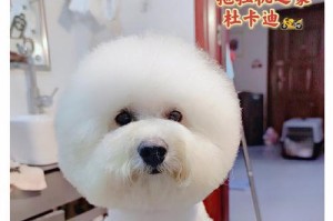 金毛剃毛后需要多久恢复毛发？（金毛剃毛后的恢复周期及护理要点）