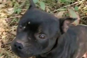 以斯塔福犬（为什么以斯塔福犬不打架？）