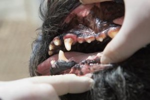 德国牧羊犬的生长发育之牙齿变化（了解德国牧羊犬的换牙过程及护理方法，让它们健康成长）