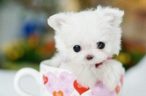 茶杯犬的来源及是否适合养殖（探讨茶杯犬的繁育方式和品种特点，以及适合养殖的因素）