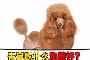 泰迪狗4个月了，怎样提供合适的饮食？（探索适合4个月泰迪狗的饮食计划及关键营养要素）