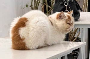 以不会叫的狗，我所思所想（探讨宠物教育、狗狗沉默的原因与解决方法）