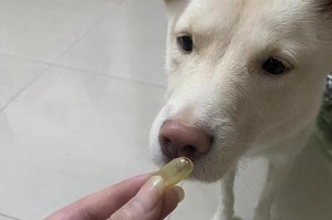狗狗刚刚生完吃什么好？（为狗狗提供适宜的营养补给是关键）