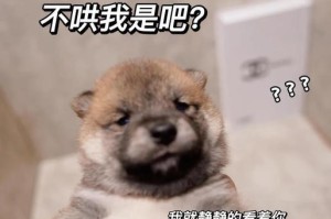 可爱却悲惨命运（一只摔伤的柴犬的哀伤经历）