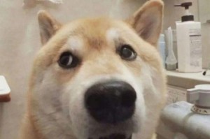 揭秘狗狗鸡皮肤的奇妙色彩（了解狗狗鸡皮肤的颜色构成和特点）