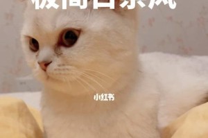 安抚宠物猫的猫叫声（以温柔呼唤，猫咪不再烦躁）