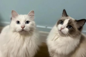 山东狮子猫的饲养方法（了解这些，让你的狮子猫更健康）
