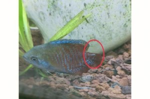金鱼鳍为何易烂（揭开金鱼鳍烂的奥秘，科学保护你的宠物）