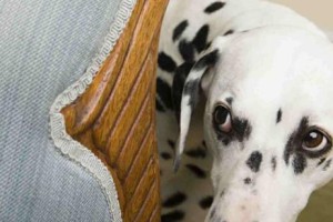 犬的听力之强大（解析犬类动物如何借助听觉捕捉信息）