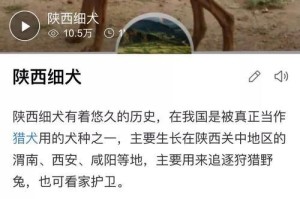 狗的生物钟（探索狗狗的生活习性和最佳活动时间）