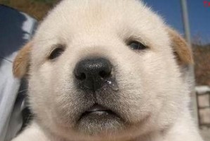 狗狗毛发全掌握！（了解狗狗毛发，让它更健康）