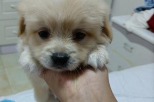 小犬可爱指南（探索可爱小犬世界的乐趣）