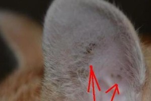 猫长螨虫的症状及治疗方法（揭示猫长螨虫的常见症状和有效治疗方法）