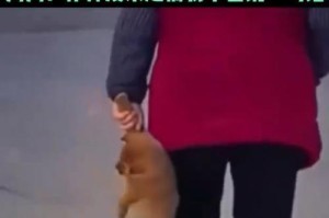 宠物狗狗学会走路的时间有多长？（了解狗狗学会走路的过程及注意事项）