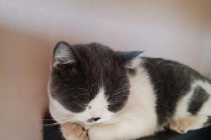 猫粮的合理喂养量——从幼猫到成猫，了解每日所需（科学喂养，关注宠物健康）