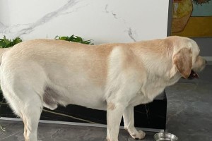 拉布拉多犬体重管理指南（了解正常体重、解决偏瘦和偏胖问题）