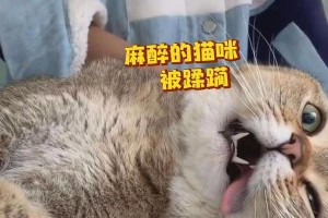 以人打猫针的副作用及风险（了解以人打猫针可能引发的不良反应和保护措施）