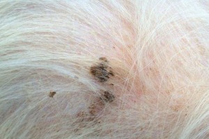 如何识别狗狗皮肤病（常见症状及治疗方法）