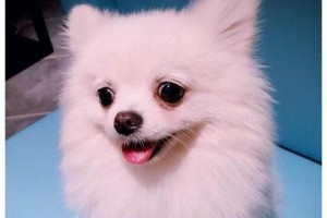博美狗的高兴状态及表现（了解博美狗的快乐和幸福生活）