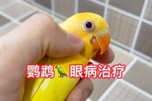 牡丹鹦鹉眼病的治疗药物推荐（有效药物选用，帮助牡丹鹦鹉康复）