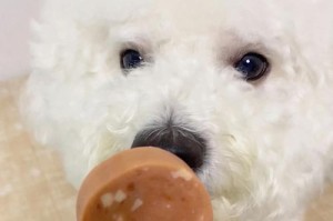 狗不能吃糖的原因（探究狗不能吃糖的科学依据）