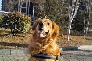 金毛为什么总容易丢？（探究金毛犬丢失的原因及防范措施）