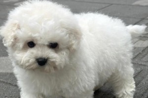 饲养比熊犬的必备事项（探索比熊犬喜欢的活动）