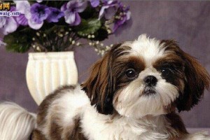 培养观赏犬的技巧（训练你的宠物成为一只优秀的观赏犬）
