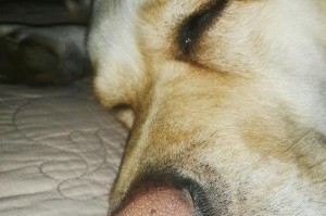 狗狗鼻子的凉意之谜（探索为何狗狗鼻子总是凉凉的）