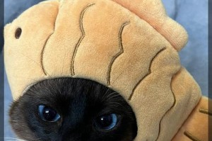 以猫吃什么眼睛明亮（揭秘猫咪保持明亮眼睛的秘密）