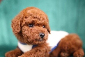 如何让泰迪犬摆脱胆小？（掌握养犬技巧，让泰迪犬变得自信！）