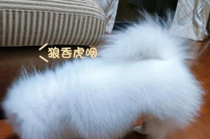 二个月博美狗狗的合理狗粮摄入量（根据狗狗自身需要制定适量食量，宠物的健康由我来守护）