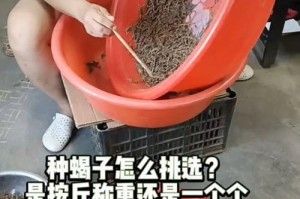 蝎子的生长环境与分布（探寻蝎子喜欢生活的地方及其特征）
