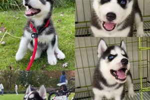 哈士奇幼犬的断奶期及相关注意事项（哈士奇幼犬进入断奶期的时间和喂养要点）