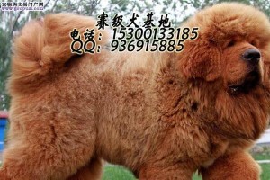 23天藏獒幼犬的饲养指南（合理饲养喂养23天幼犬的关键）