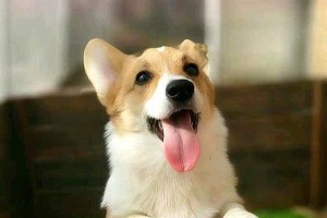 养宠物狗的好处与坏处（探索养狗的秘密，解密宠物狗的优缺点）