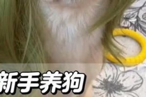 适合新手上班族的养狗选择（价格实惠、容易照料的狗狗品种推荐）