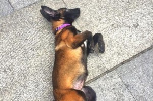 马犬怀孕的反应与症状（了解马犬怀孕的迹象及处理方法）