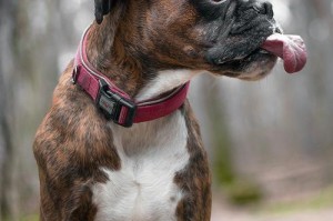 如何选择一只优秀的拳师犬（挑选拳师犬的关键因素及训练建议）